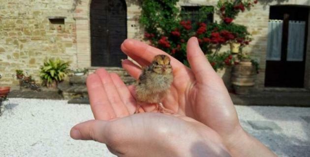 Agriturismo Il Podere Hotel Petrignano Zewnętrze zdjęcie